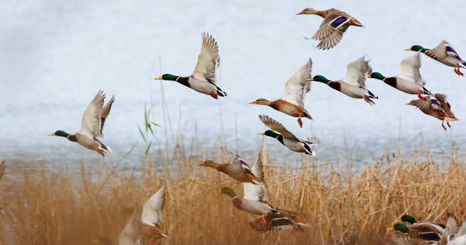 A flock of mallard ducks takes flight over a marshy wetland area, with tall reeds visible below and calm water in the background.