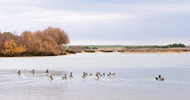 A group of ducks swims peacefully across a calm bay, with autumn-colored trees lining the shoreline in the background.