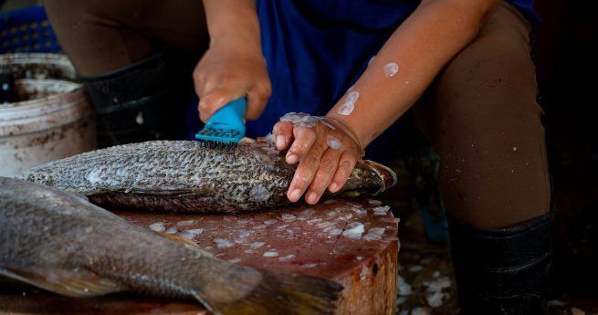 A person is scaling a large fish with a blue-handled scaler. The fish lies on a wooden cutting board covered with scales, and another fish is nearby.