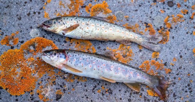 Two speckled trout, freshly caught, are laid on a rough, lichen-covered rock. The fish have distinctive speckles along their sides, with varying shades of silver and light brown. The orange lichen on the rock adds a vibrant contrast to the muted tones of the fish.