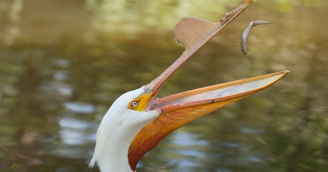 A pelican with its beak wide open catches a small fish mid-air. The pelican's long, curved beak and its vibrant orange and yellow pouch are captured in detail against a blurred background of water.